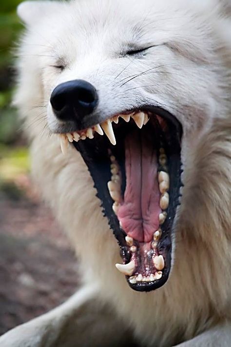 Arctic Wolf Wolf Teeth Reference, Wolf Yawning, Wolf Mouth Open, Yawning Reference, Wolf Reference Photo, Wolf Showing Teeth, Dog Laughing, Laughing Videos, Dogs Teeth