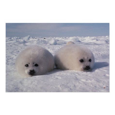 Polar Bears, Harp Seal Pup, Baby Harp Seal, Harp Seal, Seal Pup, Baby Seal, St Lawrence, Cute Wild Animals, Sea Animals