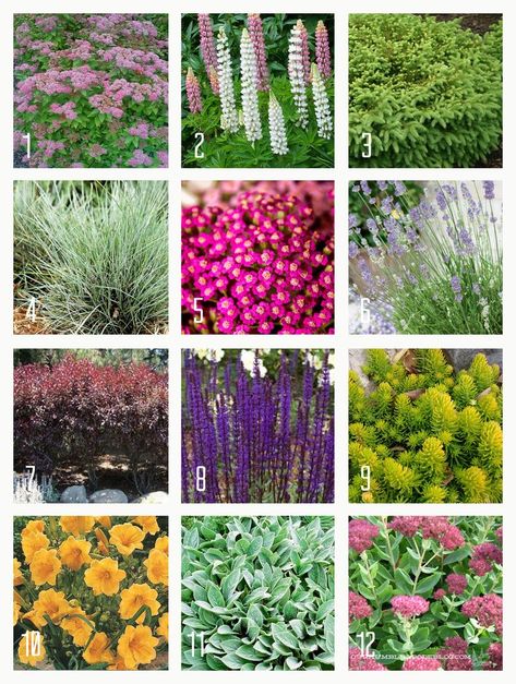 Zone 4 Perennials, Full Sun Shrubs, Drought Tolerant Perennials, Drought Resistant Plants, Drought Tolerant Garden, Full Sun Perennials, Drought Tolerant Landscape, Gardening Zones, Full Sun Plants