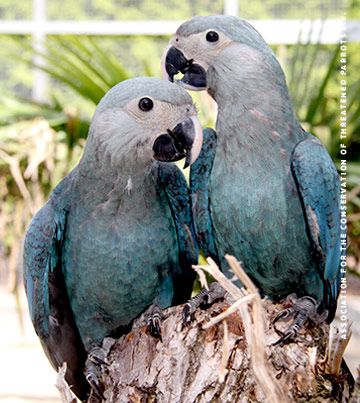 Spix Macaw, Blue Macaws, Parrot Pictures, Macaw Art, Grey Parrot, Birds Parrots, American Animals, African Grey Parrot, Green Earth