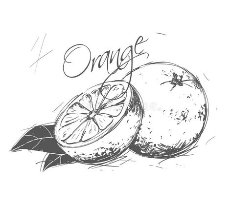 Orange Sketch Drawing, Orange Sketch Pencil, Orange Sketch, Orange Drawing, Fineliner Art, Pencil Sketching, Fruits Drawing, Pencil Shading, Types Of Fruit