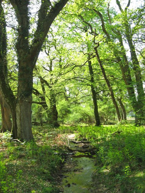 Nature, New Forest Hampshire, New England Forest, New Forest England, England Spring, Hampshire England, Fantasy Ideas, Sleepy Time, Temple Design