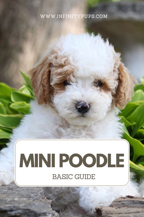 Mini Poodle Puppy, Mini Poodle, Mini Poodles, Poodle Puppy, A Puppy, Bring It, To Learn, Puppies, Quick Saves