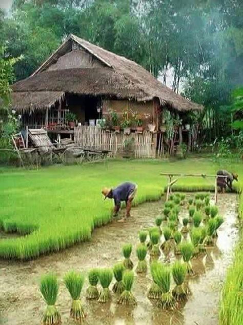 Village Photos, Village Photography, Rice Fields, Beautiful Places Nature, Village Life, Alam Yang Indah, Image Hd, Country Life, Beautiful Photography