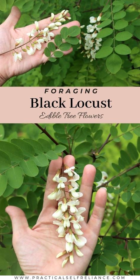 Foraging Black Locust (Robinia pseudoacacia) Black Locust Tree, Spring Foraging, Robinia Pseudoacacia, Urban Foraging, Medicinal Wild Plants, Food Foraging, Wild Foraging, Wild Food Foraging, Foraging Recipes