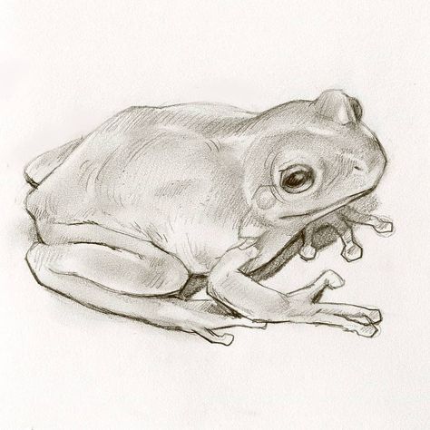 Kaitlin Hoyt on Instagram: “Met a lot of nice frogs this weekend. 🐸 . . . #instaartist #instaillustration #animalart #animaldrawing #sketchbookdrawing #animalsketch…” Frog Drawing Realistic, Drawing Of Frog, Drawing Realistic, Frog Drawing, Realistic Drawing, Animal Sketches, Realistic Drawings, Sketchbook Drawing, Art References