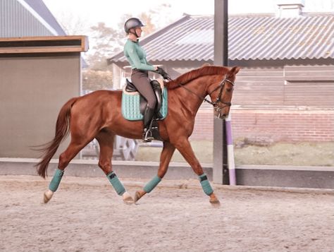 Tack Colors For Horses, Chesnut Horses Dressage, Chestnut Dressage Horse, Chestnut Horse Tack, Chestnut Horse Tack Colors, Lemieux Equestrian, Chestnut Mare, Horse Coat Colors, Horse Games