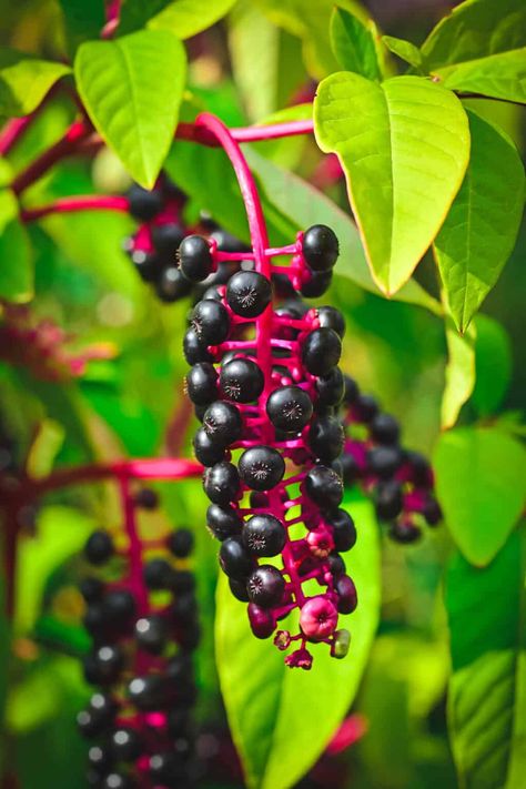 Elderberries and elderflowers are a wonderful edible and medicinal plant with many medicinal benefits and uses. They're an easy plant to identify and forage for. Learn all about foraging for elderberries and elderflowers, including identifying, harvesting, look-alikes, and edible and medicinal uses! Poke Root, Salve Recipes, Jelly Jars, Bug Bites, Plant Identification, Infused Oils, Easy Plants, Diy Natural Products, Medicinal Plants