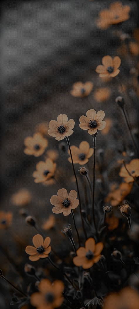 Blurred Flower Wallpaper, Black Aesthetic Flowers Wallpaper, Aesthetic Contact Pictures Iphone, Dark Mode Iphone Wallpaper, Dark Pretty Wallpaper, Darker Aesthetic Wallpapers, Black Floral Wallpaper Iphone, Field Wallpaper Aesthetic, Dark Tone Wallpaper