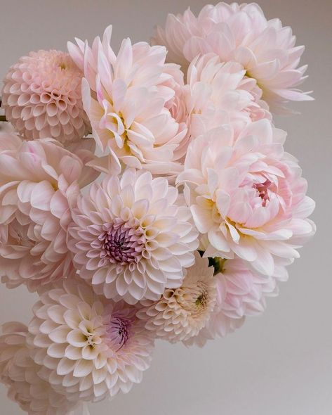 Light Pink Dahlia Bouquet, Dahlia Wedding Bouquets, Dahlias Wedding, Dahlia Bouquet, Iphone Themes, Dahlias Garden, Pink Dahlia, Flowers Blooming, Beautiful Bouquet Of Flowers