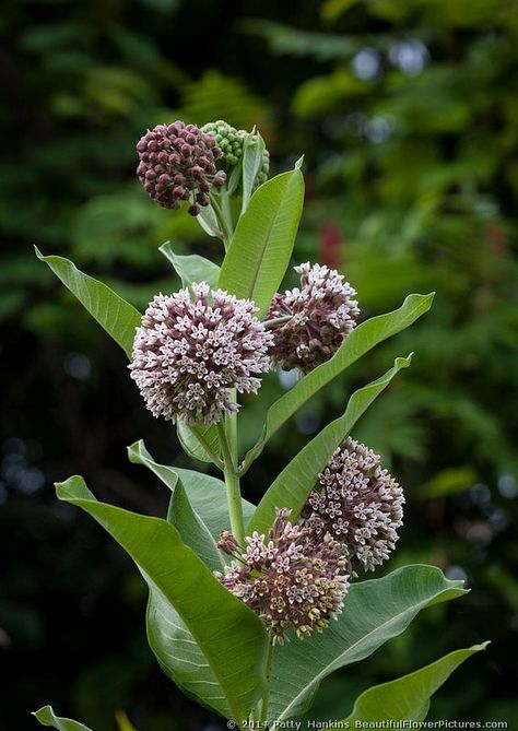 Common Milkweed - Asclepias syriaca © 2014 Patty Hankins BeautifulFlowerPictures.com