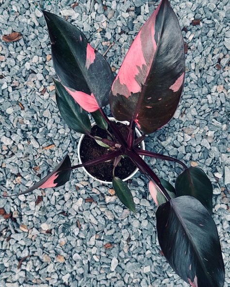 🚨 Black Cherry Pink Princess Philodendron restock 🚨 Get yours before we sell out again! 🪴 #blackcherrypinkprincess #philodendronblackcherry #philodendronblackcherrypinkprincess #pinkprincessblackcherry #blackcherryphilodendron Pink Princess Philodendron, Rare Philodendron, Princess Philodendron, Dark Foliage, Dark Leaves, Philodendron Pink Princess, Dream Plants, Pink Patch, Philodendron Plant