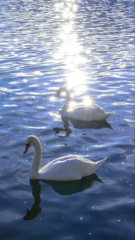 Swan Wallpaper, Aesthetic Artsy, Pretty Landscapes, Eyes Open, Shooting Photo, Swan Lake, Facial Expressions, Nature Aesthetic, I Wallpaper