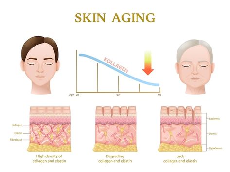 Skin Anatomy Drawing, Skin Anatomy Art, Skin Structure Anatomy, Skincare Time, Injection Sites, Botox Injection, Skin Anatomy, Integumentary System, Facial Anatomy