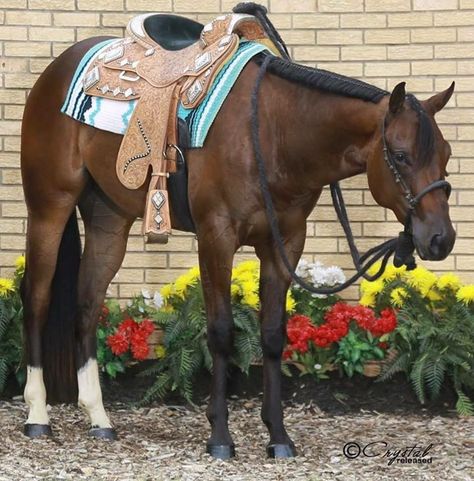 Bosal and western pleasure show saddle on a bay aqha Western Show Saddle, Reigning Horses, Aqha Western Pleasure, Western Pleasure Saddle, Western Dressage, Western Ideas, Horse Herd, Aqha Horses, Western Pleasure Horses