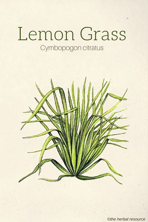 Lemon Grass (Cymbopogon citratus) Lemongrass Benefits, Cymbopogon Citratus, Herb Uses, Medicinal Herb, Herbal Plants, Herbs Garden, Herbs Plants, Herbal Apothecary, Healing Plants