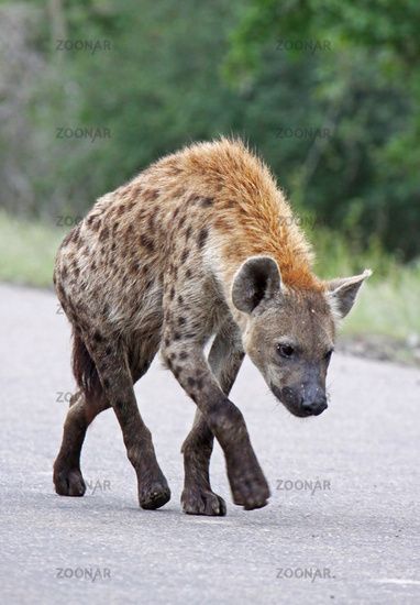 Kruger National Park, Art Insects, South Africa Wildlife, Spotted Hyena, Kruger National Park South Africa, Desert Animals, Africa Wildlife, African Wild Dog, Most Beautiful Animals