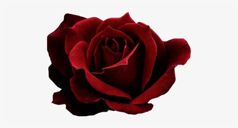 Rose Transparent Png, Red Rose Png, Dark Red Roses, Rosé Png, Aesthetic Roses, Png Aesthetic, Flower Icons, Rosé Aesthetic, Rose Drawing