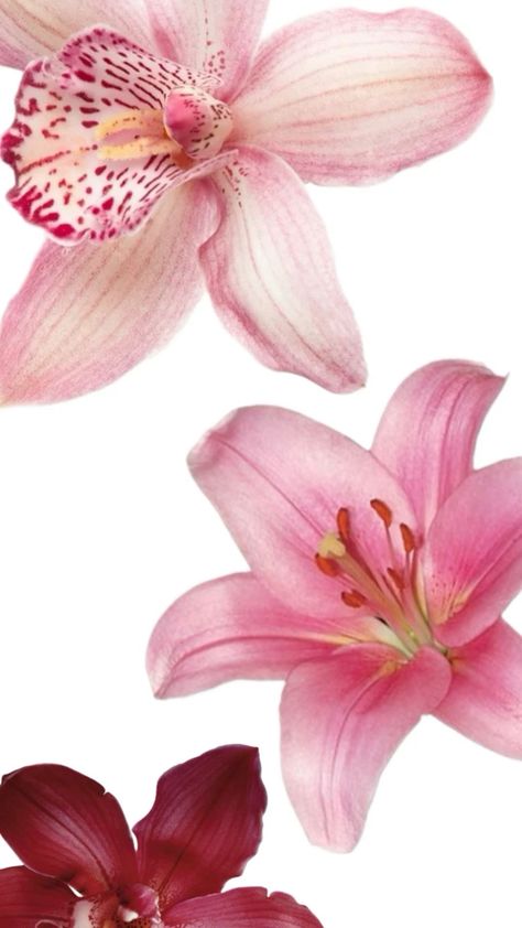 Pink Lilies Wallpaper, Lilies Flowers Wallpaper, Lillies Wallpapers, Orchid Wallpaper Iphone, Orchid Wallpaper Aesthetic, Lily Aesthetic Wallpaper, Lily Wallpaper Aesthetic, Ipad Wallpaper Flowers, Flower Wallpaper Ipad