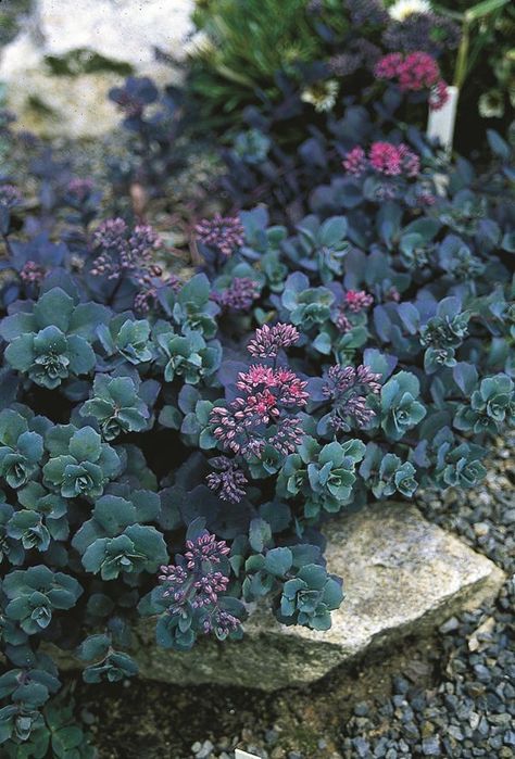 Image of Sedum telephium 'Sunset Cloud' Gothic Yard, Sedum Varieties, Sedum Garden, Cloud Sunset, Sedum Plant, Rock Garden Plants, Ground Cover Plants, Agaves, Cactus Y Suculentas