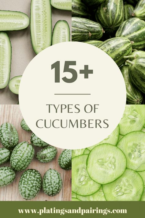 15+ Different Types of Cucumbers (with Pictures) Different Types Of Cucumbers, Types Of Cucumbers, How To Store Cucumbers, Cooked Cucumber, Cucumber Varieties, Most Pinned Recipes, Japanese Cucumber, Red Wine Vinaigrette, Sick Remedies