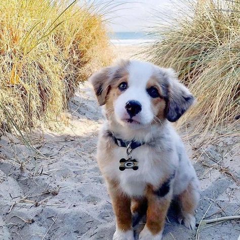 After some selective crossbreeding with English imports like the Border Collie, the Australian Shepherd breed as we know it today was created. A Dog, The Beach, White