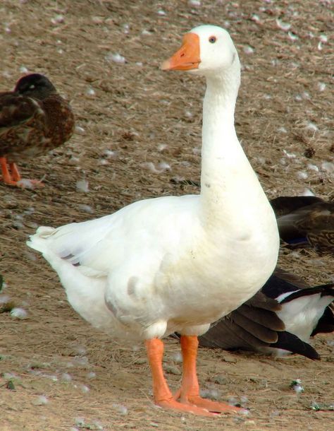 Norwegian White Goose Geese Photography, Geese Breeds, Trumpeter Swan, What The Duck, Farm Kids, Duck Art, Animals Farm, White Goose, Sweet Animals