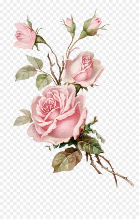 White And Pink Roses Aesthetic, Pink Roses Aesthetic Vintage, Pink Roses Aesthetic, Pink Rose Png, Roses Aesthetic, Rose Flower Arrangements, Rose Png, White And Pink Roses, White Rose Flower