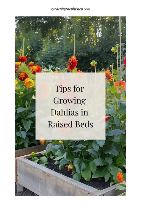 Discover the beauty of growing dahlias in raised beds - a perfect solution for those seeking to cultivate these vibrant blooms. Learn all about planting dahlias in raised beds and why they thrive in this setup. Explore the benefits and find out if you can grow dahlias successfully in raised garden beds. Unveil the secrets of using raised beds to nurture gorgeous dahlias, making them stand out effortlessly. Dahlia Flower Beds Gardens, Dahlia Raised Bed, Dahlia Garden Bed, Dahlia Flower Bed, Raised Bed Cut Flower Garden, Dahlia Flower Garden, Grow Dahlias, Planting Dahlias, Cut Garden