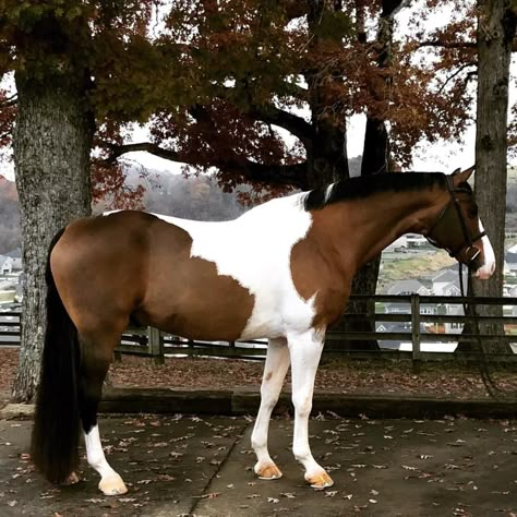 Thourghbreds Horses, Tobiano Warmblood, Tobiano Horse, Brown And White Horse, Pinto Horses, Horse Markings, Warmblood Horses, Show Jumping Horses, Horse Coats