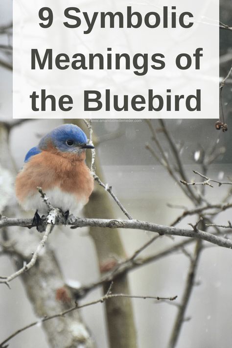 Blue Bird Symbolism, Blue Bird Quotes, Blue Swallow Tattoo, Blue Bird Meaning, Eastern Bluebird Painting, Bluetit Bird Tattoo, Small Bluebird Tattoo, Bluebird Meaning, Bluebird Quotes