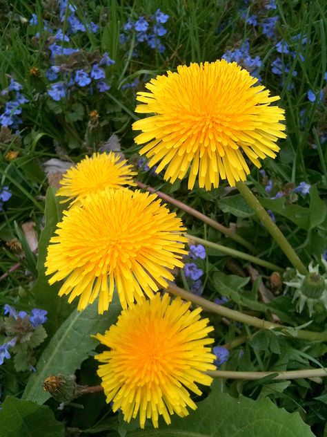 Dandelions Aesthetic, Dandelion Leaf, Reduce Swelling, Dandelion Wish, Fluid Retention, 카드 디자인, Dandelion Flower, No Rain, 7 11