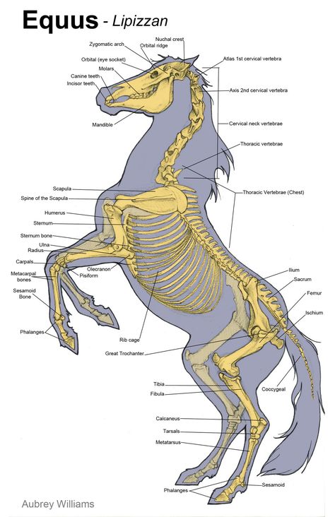 Tumblr: Image Otter Skeleton, Skeleton Study, Muscle Study, Horse Bones, Horse Skeleton, Equine Veterinarian, Zombie Life, Large Animal Vet, Skeleton Anatomy