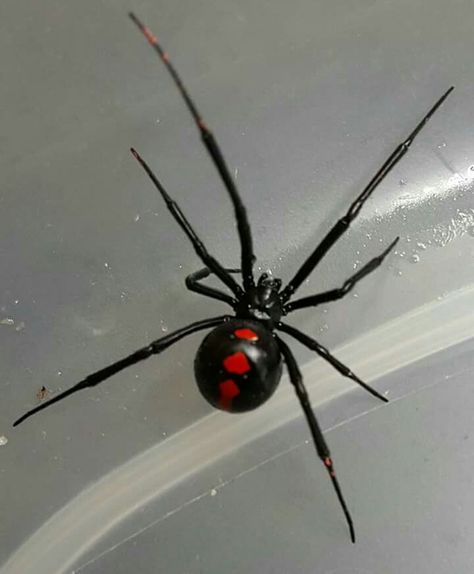 Venomous spider, black widow? Spider Black Widow, Widow Spider, Black Widow, Red, Black