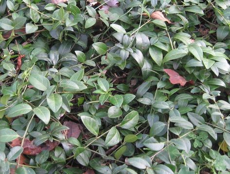 Invasive Ground Covers and the Case for Allowing Periwinkleby Susan Harris Periwinkle Plant, Evergreen Groundcover, Vinca Minor, Fast Growing Evergreens, Lipstick Plant, Ornamental Kale, Ground Covers, Hydrangea Care, Berry Bushes