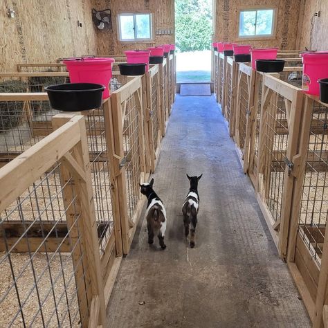 Farm Animals House Ideas, Lamb Stall Ideas, Small Farm Animal Pens, Goat And Sheep Together, Goat Housing Ideas, Goat House Ideas Buildings, Kidding Pens For Goats, Goat Incloser, Goat Birthing Pen