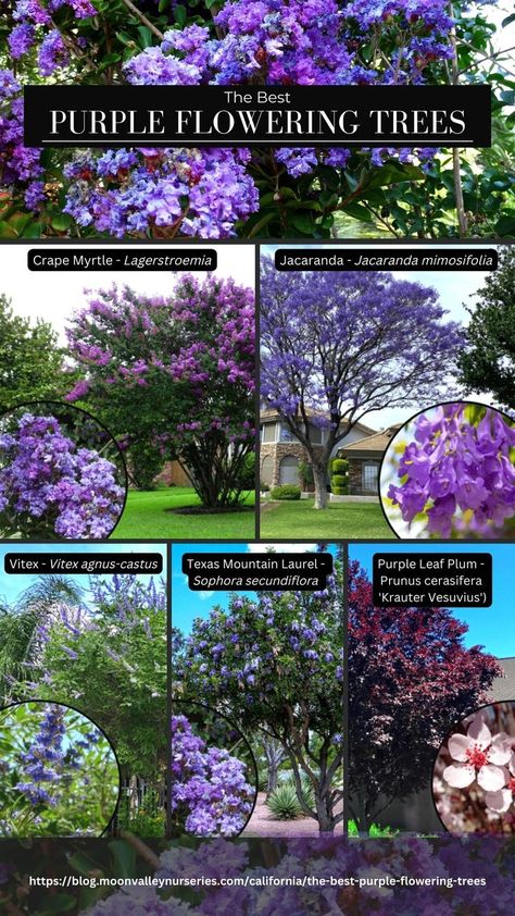 The best flowering trees for California Landscapes - Crape Myrtle (Lagerstroemia), Jacaranda (Jacaranda mimosifolia), Vitex (Vitex agnus-castus), Texas Mountain Laurel (Sophora secundiflora), Purple Leaf Plum (Prunus cerasifera 'Krauter Vesuvius') Purple Flowering Tree, Texas Mountain Laurel, Wise Tree, Agnus Castus, Patio Trees, Mountain Laurel, Specimen Trees, Crape Myrtle, Purple Trees