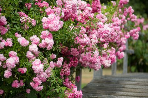 Discover how to grow rambling roses, also called rambler roses, in this detailed grow guide, including how to prune them – from BBC Gardeners' World Magazine. Rambling Roses Ideas, Rambling Rose Trellis, Rambling Roses, Fast Growing Shrubs, Pruning Roses, Rooting Roses, Eden Rose, Rose Gardening, Roof Gardens