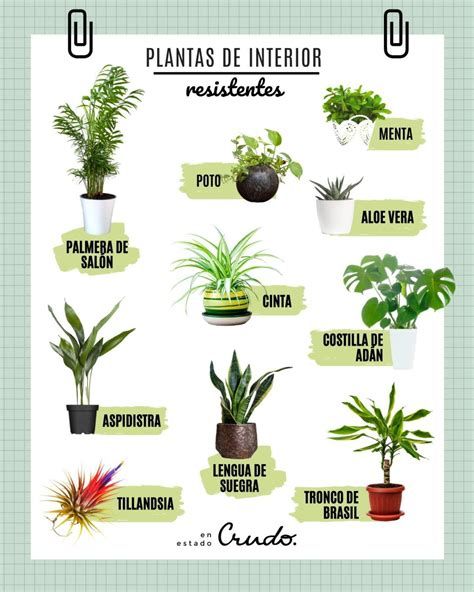 7 Ideas De Plantas Buenas Y Malas | Plantas, Jardineria Y Plantas Interior, Plant Care Houseplant, Vegetable Garden Diy, Inside Plants, Plant Guide, Plant Decor Indoor, Herbs Indoors, House Plants Decor, Green Life