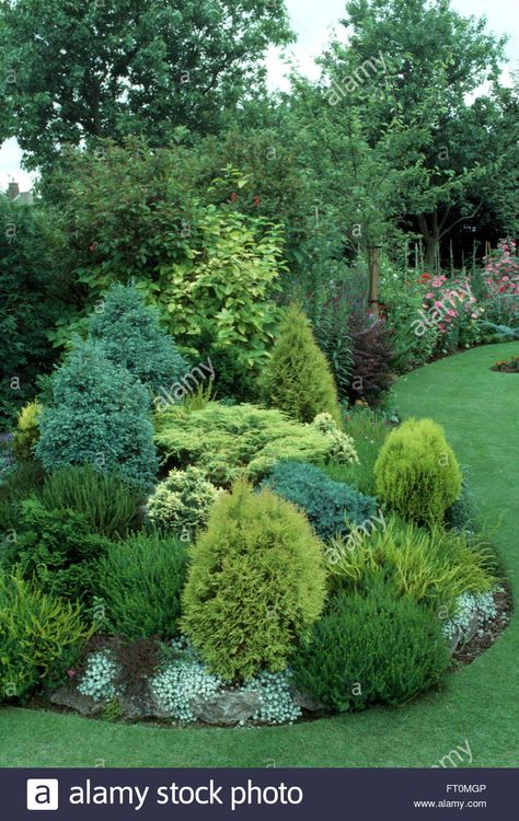 Evergreen Landscape Front Yard, Suburban Garden, Evergreen Landscape, Conifers Garden, Evergreen Garden, Privacy Landscaping, Front Landscaping, Front Yard Garden, Garden Landscape Design