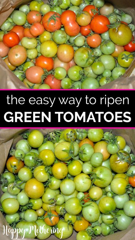 If you're growing tomatoes in your garden and you're getting an early frost, you may be wondering what to do. Learn how to ripen green tomatoes indoors with this easy method. It's the easiest and best way to ripen green tomatoes. Get ripe, red, juicy tomatoes with our easy method for backyard gardeners. Lots of tips and tricks included as well as a list of methods that work besides my favorite! Plus tips on how to can tomatoes and what to make with them. Green Tomatoes Recipes, How To Ripen Tomatoes, Canning Green Tomatoes, Ripen Green Tomatoes, Fried Green Tomatoes Recipe, Gardening Tomatoes, Green Tomato Recipes, Cherry Tomato Recipes, Homestead Gardening