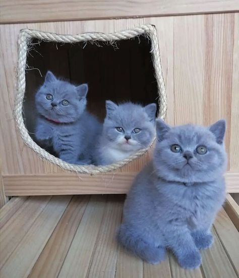 Cute Fluffy Cats For You’s Instagram photo: “Three musketeers🥰 🐱Follow @flossycats 🐱Follow @flossycats Credits: @blumiawpt All credits belong to the owner❤️ #britishshorthair…” Blue British Shorthair, Most Popular Cat Breeds, Popular Cat Breeds, Getting A Kitten, British Shorthair Kittens, Calming Cat, Cat Meeting, Shorthair Cat, British Shorthair Cats