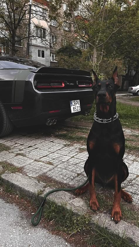 From Bulgaria. Dangerous Dogs, Scary Dogs, Doberman Puppy, Doberman Dogs, Dream Dog, Doberman Pinscher, Sports Cars Luxury, Doberman, Sport Cars