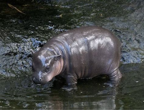 Baby Hippopotamus, Pygmy Hippopotamus, Girls Cuddling, Cute Hippo, Animal References, Silly Animals, Cute Animal Photos, Hippopotamus, Little Animals