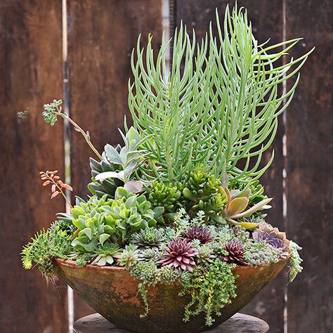 The same rules of all great container gardens apply to this succulent container: It contains a thriller (on top), a spiller (over the side), and filler (in the middle). #succulents #gardening #bhg Succulent Combinations, Succulent Composition, Senecio Vitalis, Kalanchoe Thyrsiflora, Red Succulents, Indoor Succulents, Succulent Ideas, Succulent Planters, Crassula Ovata