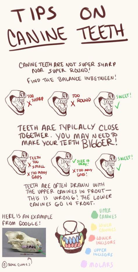 Canine Expressions Drawing, How To Draw Canine Teeth, How To Draw Wolf Teeth, Canine Teeth Reference, Fox Teeth Drawing, Wolf Expressions Drawing, Fox Teeth Reference, Canine Teeth Drawing, How To Draw Anthropomorphic Animals