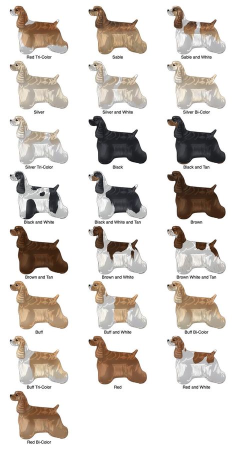 Cocker Spaniel Colors, American Spaniel, Cute Cocker Spaniel, American Cocker Spaniel, Dog Cakes, Cocker Spaniel Dog, Colouring Pics, Dog Books, Pet Hacks