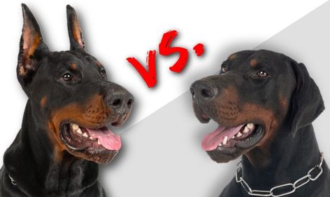 Doberman Ear Cropping Pros & Cons: Should You Do It? - Doberman Planet Doberman Pinscher Ears Down, Doberman Pinscher Without Cropped Ears, Floppy Ear Doberman, Doberman Uncut Ears, Doberman Ears Natural, Doberman Normal Ears, Doberman Tail, Cute Doberman Puppies, Doberman Ear Cropping Styles