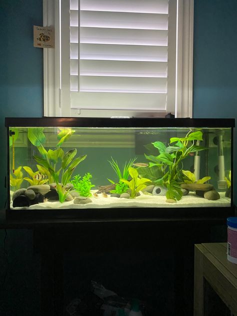 30 Gallon Tank Ideas, Fish Tank 20 Gallon, Planted Goldfish Aquarium, 20 Gallon Fish Tank Ideas, Axolotl Tank Ideas, Big Fish Tank, 20 Gallon Long Aquarium, Big Fish Tanks, Fish Tank Ideas