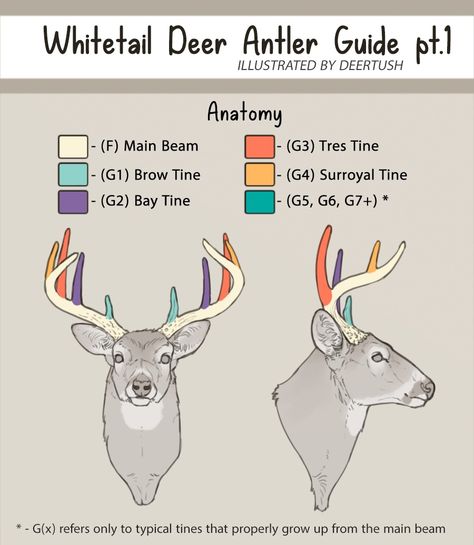 Deer Anthro, Deer Anatomy, Deer Drawing, Deer Photos, Animal Study, Animal References, Deer Art, Anatomy Drawing, Whitetail Deer